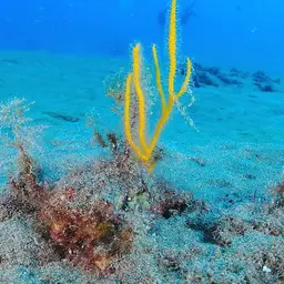 Sea Whip, photo 8