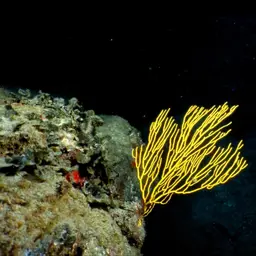 Sea Whip, photo 9