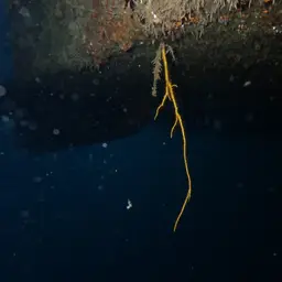 Sea Whip, photo 12