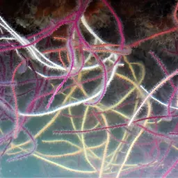 Colorful Sea Whip, photo 1