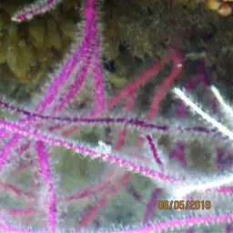Colorful Sea Whip, photo 2
