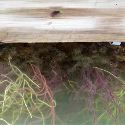 Colorful Sea Whip, photo 3