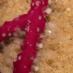 Colorful Sea Whip, photo 4