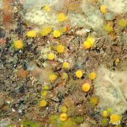 Sunset Cup Coral