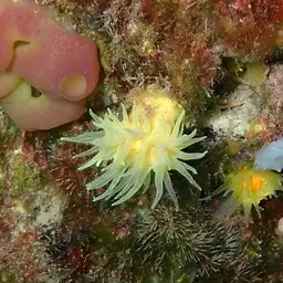 Sunset Cup Coral, photo 2