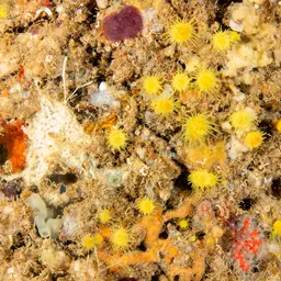 Sunset Cup Coral, photo 3