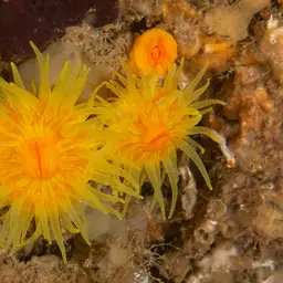 Sunset Cup Coral, photo 4