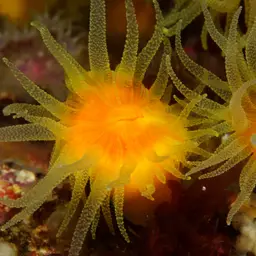 Sunset Cup Coral, photo 5