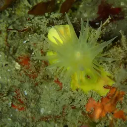 Sunset Cup Coral, photo 6