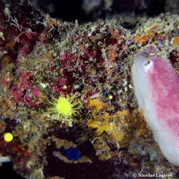 Sunset Cup Coral, photo 7