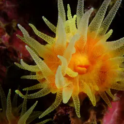 Sunset Cup Coral, photo 8