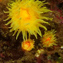 Sunset Cup Coral, photo 9
