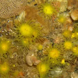 Sunset Cup Coral, photo 10