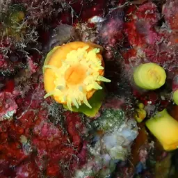 Sunset Cup Coral, photo 11