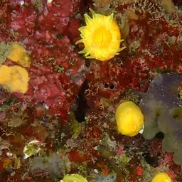 Sunset Cup Coral, photo 12