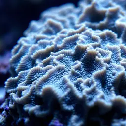 Least Valley Coral, photo 2