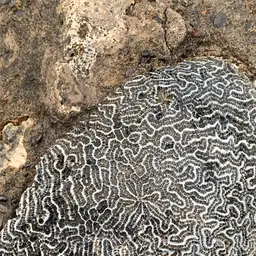 Brain Coral, photo 2