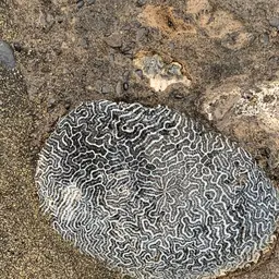 Brain Coral, photo 3