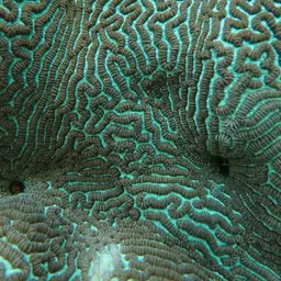 Brain Coral, photo 1