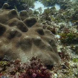 Brain Coral, photo 4
