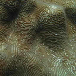 Brain Coral, photo 5