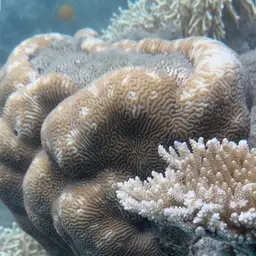 Brain Coral, photo 6