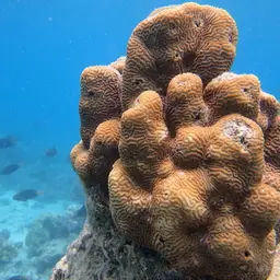 Brain Coral, photo 7