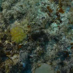 Brain Coral, photo 8