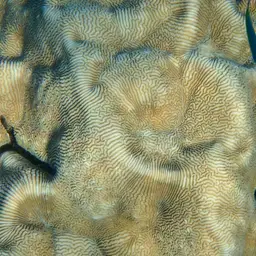 Brain Coral, photo 9