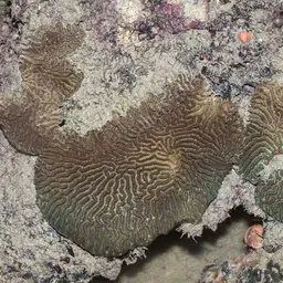 Brain Coral, photo 10