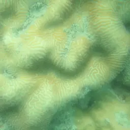 Brain Coral, photo 11