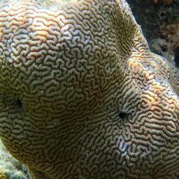 Brain Coral, photo 12