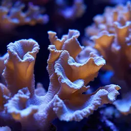 Lace Lettuce Coral, photo 1