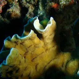 Porcelain Coral, photo 1