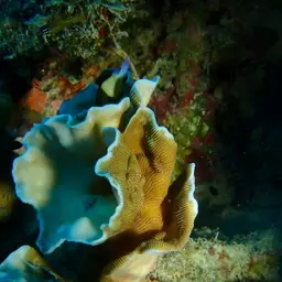 Porcelain Coral, photo 2