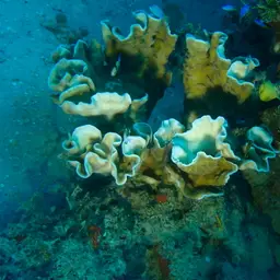 Porcelain Coral, photo 3