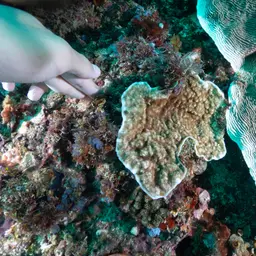 Porcelain Coral, photo 4