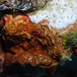 Porcelain Coral, photo 5