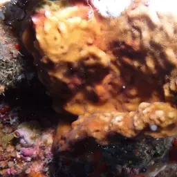 Porcelain Coral, photo 6