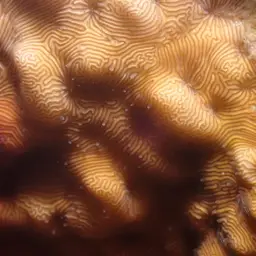 Porcelain Coral, photo 7