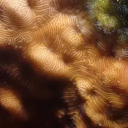 Porcelain Coral, photo 8