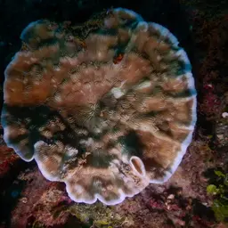 Porcelain Coral, photo 9