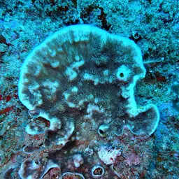 Porcelain Coral, photo 10