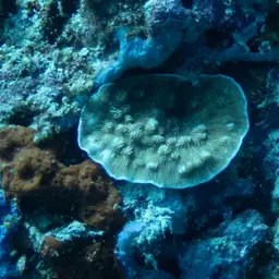 Porcelain Coral, photo 11