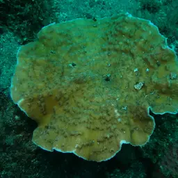 Porcelain Coral, photo 12