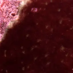 Porcelain Coral, photo 2