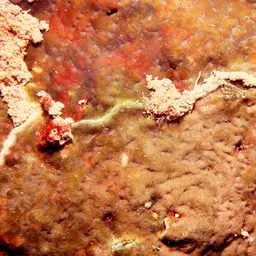 Porcelain Coral, photo 3