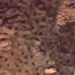 Porcelain Coral, photo 4