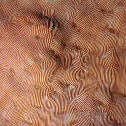 Porcelain Coral, photo 1