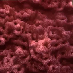 Porcelain Coral, photo 5